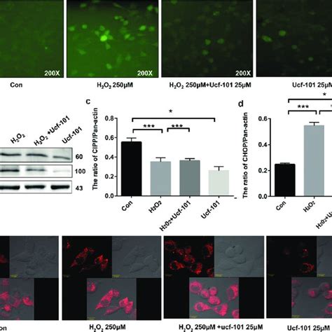 Omi HtrA2 Inhibition Alleviates H 2 O 2 Induced Clustering Of