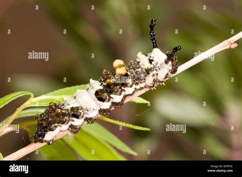 Red-spotted Purple Butterfly caterpillar resembles a bird dropping, a ...