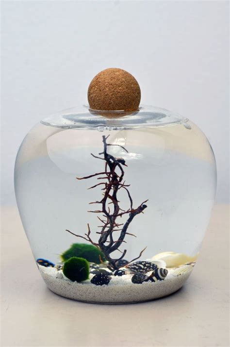 Terrarium Marimo Aquarium Glass Vase Cork Ball Etsy Marimo