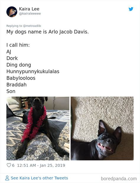 People Are Sharing The Hilarious Names They Now Call Their Pets | Lipstick Alley