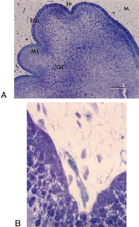 Light Micrograph Of An Embryonic Day 10 Chick Cerebellum Methylene