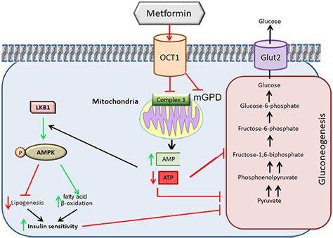 Frontiers Metformin In Reproductive Biology