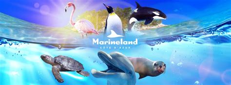 Marineland Antibes D Tails Et Avis Des Parents R Cr Anice