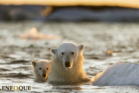 Oso Polar ¿por Qué Está En Peligro De Extinción