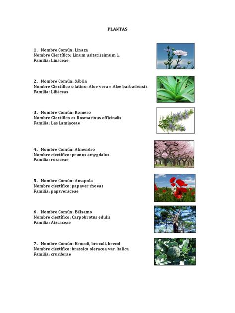 Nombres Cientificos Plantas El Salvador