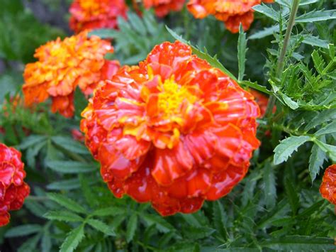 Ogród za Złotą Bramą: Aksamitki