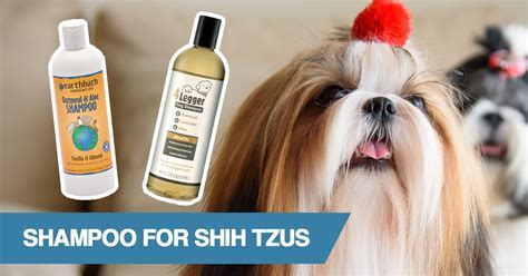 How To Make Shih Tzu Hair Silky Show Care