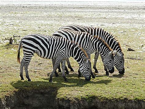 Z Bres Z Bres Animaux Animaux Lac Et Parc National De Nakuru