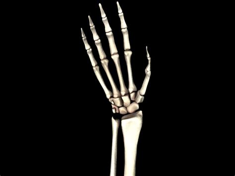 medically accurate hand bones model