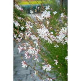 Gaura Lindheimeri Whirling Butterfly Prachtkaars Kwekerij Klein