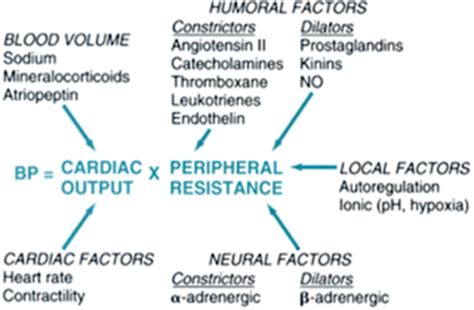 Pathophys Lecture 4 Cardiac III Flashcards Quizlet