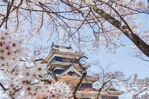 Cherry Blossoms／桜 - NAGOYA TRAVEL GUIDE - Meitetsu World Travel