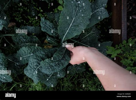 Hand Showing Green Leaves Of Brassica Oleracea Growing In The Garde