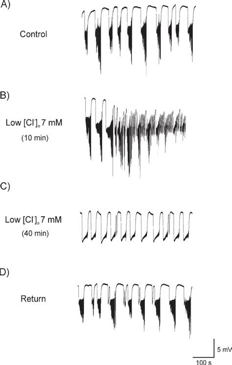 Extracellular Potential Recording Before During And After Perfusion Download Scientific