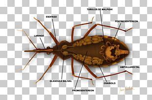 Triatoma Infestans PNG Images, Triatoma Infestans Clipart Free Download