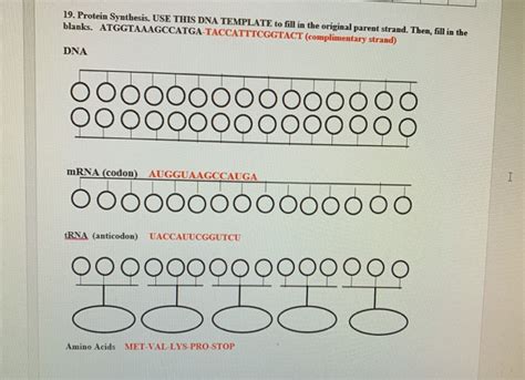 Solved 18. Fill in the table given the DNA, mRNA, RNA | Chegg.com 