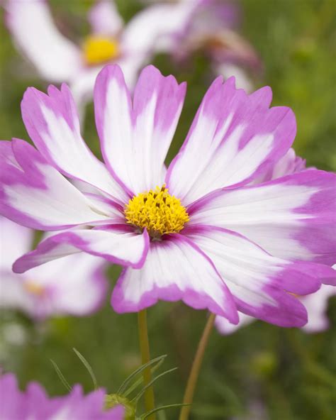 Cosmos Bipinnatus Fiederbl Ttriges Schmuckk Rbchen Garten Und Ambiente