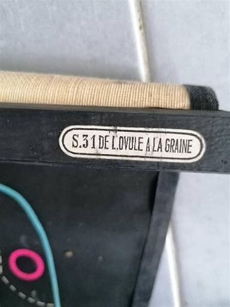 Affiche Scolaire Vintage Dr Auzoux S31 De Lovule A La Graine Selency