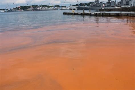 Red Tide Information Guide Signs Symptoms And Risks American Oceans