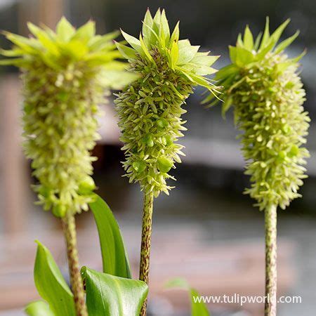 Bicolor Eucomis Pineapple Lily Plant Flower Bulbs Spring