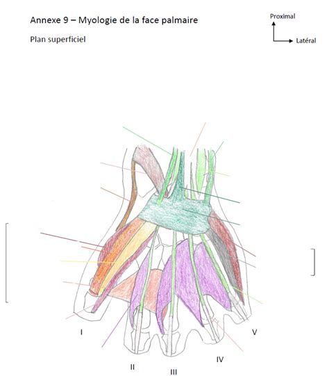 Diagramme De 3ANms 07 08 Annexe 9 Myologie De La Face Palmaire Quizlet