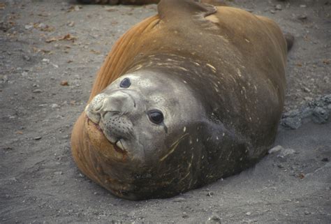 10 Facts About Seals And Sea Lions