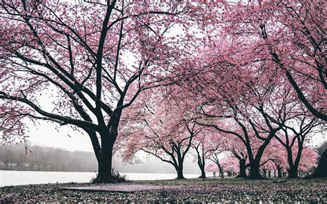 Cherry Blossom Trees Wallpapers - Wallpaper Cave