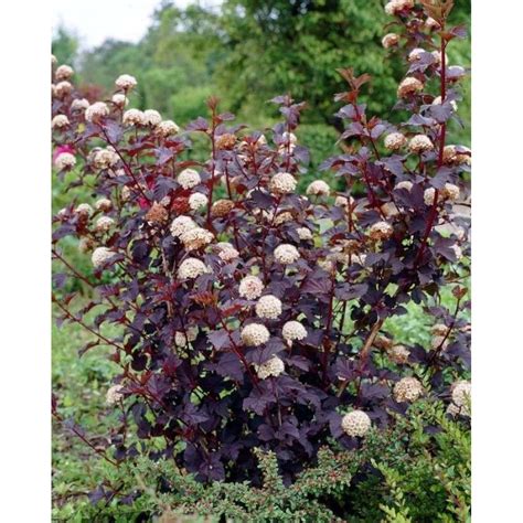 Пузыреплодник калинолистный Саммер Вайн Physocarpus opulifolius "Summer ...