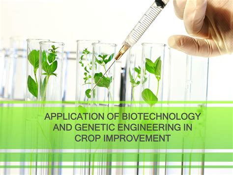 application  biotechnology  genetic engineering  crop