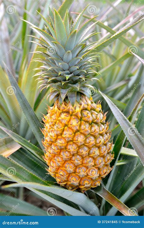 Pineapple Farm Stock Image Image Of Freshness Plantation 37241845