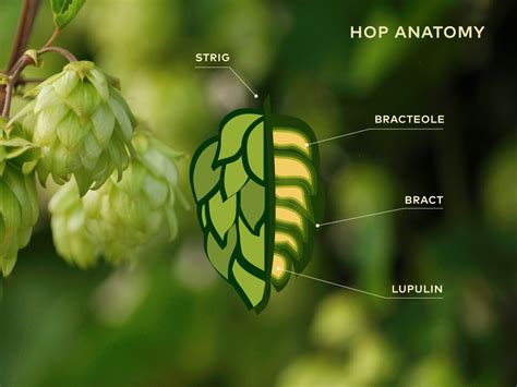 Breeding New Hop Varieties Staropramen