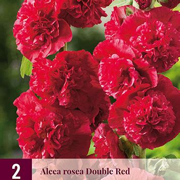 X Alcea Rosea Chaters Double Red I Jub Holland