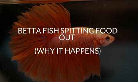 Best Live Food For Betta Fish A Comprehensive List Betta Care Fish