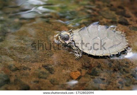 Map Turtle Images: Browse 2,856 Stock Photos & Vectors Free Download ...