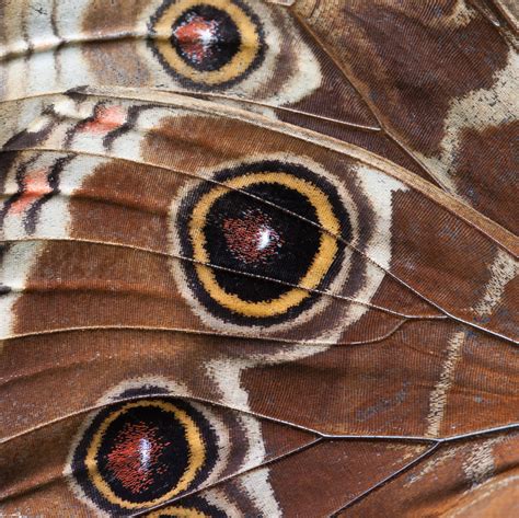 Butterfly Wing Macro Free Stock Photo - Public Domain Pictures