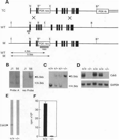 Targeted Disruption Of The Cdk5 Gene In Mouse ES Cells And Generation