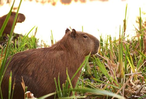 Capybara Care 101: Essential Tips for Keeping Your Pet Healthy and Happy