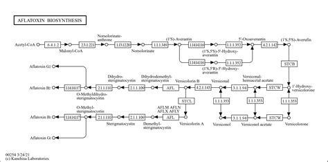 Kegg Pathway Aflatoxin Biosynthesis Reference Pathway