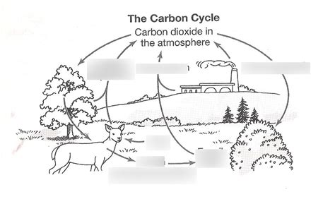 Carbon Cycle Diagram Diagram Quizlet