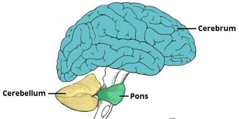 12 Difference Between Cerebrum And Cerebellum (With Diagram) - VIVA ...