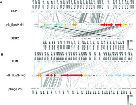 Genomic Comparisons Of Vb Bpsm 61 A And Vb Bpss 140 B With Related