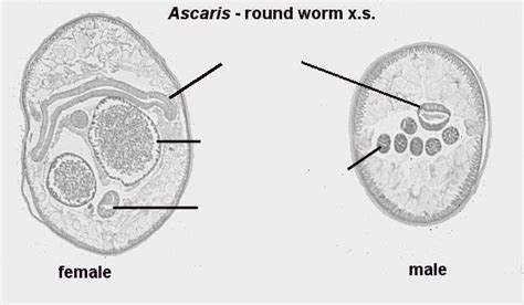 Ascaris Diagram Quizlet