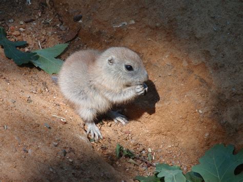 Gratis Afbeeldingen Dier Schattig Wildlife Dierentuin Zoogdier