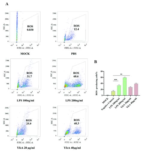 A The Fcm Detection Of The Levels Of Ros Induced By Yfea And