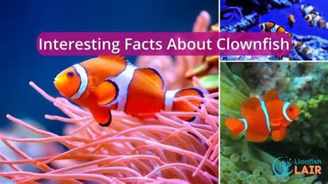 10 Interesting Facts About Clownfish That You Didn T Know About