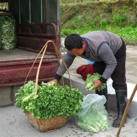 人勤春光好 春耕备耕忙丨罗旧镇：春耕备耕好时光 人勤春早争农时芷江蔬菜村民