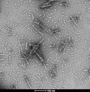 Recombinant Human Alpha Synuclein Active Pre Formed Fibrils Type