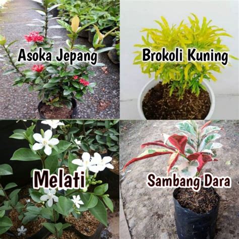 Jual Paket 4 Tanaman Hias Indoor Tanaman Hias Murah Paket Tanaman