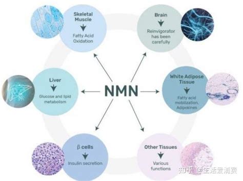 Nmn是什么？和nad是什么关系？赫曼因nmn的效果 知乎