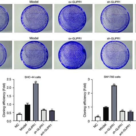 Glipr1 Affected The Proliferation Of Acm Cells A The Effect Of